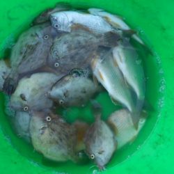 こかわ渡船　雅丸 釣果