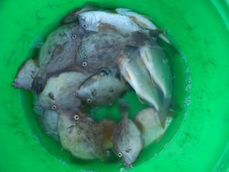 こかわ渡船　雅丸 釣果