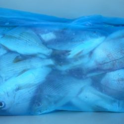 こかわ渡船　雅丸 釣果