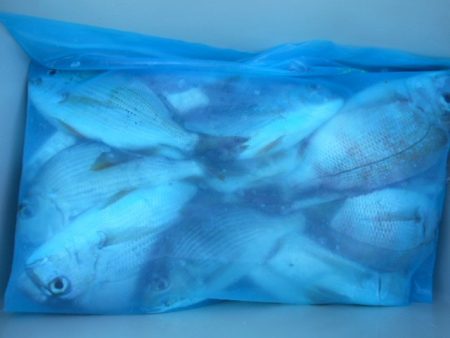 こかわ渡船　雅丸 釣果