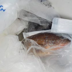 千鳥丸 釣果