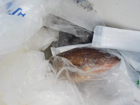 千鳥丸 釣果