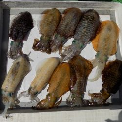 フィッシングボート空風(そらかぜ) 釣果