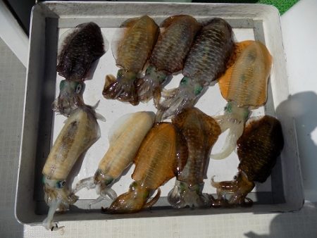 フィッシングボート空風(そらかぜ) 釣果