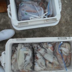 大進丸（愛知） 釣果