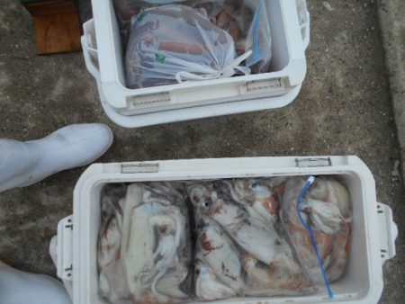 大進丸（愛知） 釣果