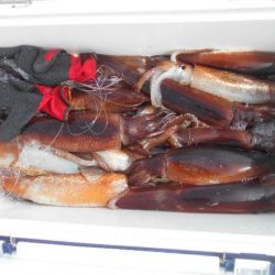 大進丸（愛知） 釣果