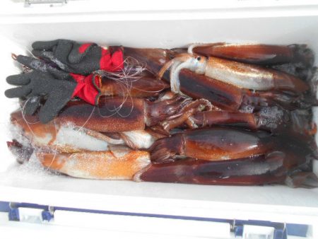 大進丸（愛知） 釣果