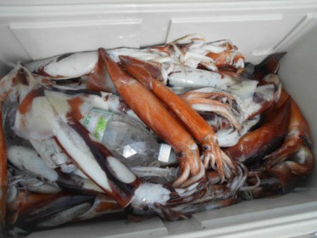 大進丸（愛知） 釣果