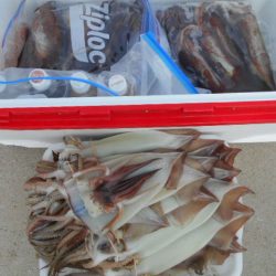 大進丸（愛知） 釣果