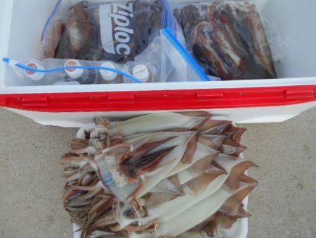 大進丸（愛知） 釣果