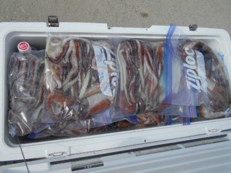 大進丸（愛知） 釣果