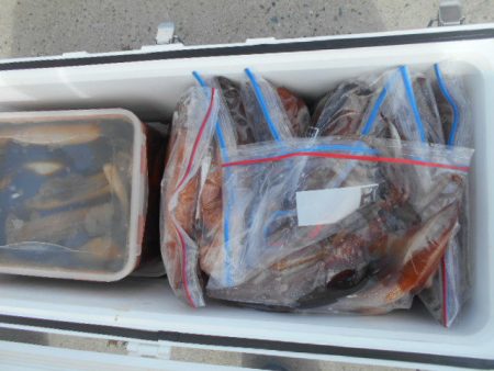 大進丸（愛知） 釣果