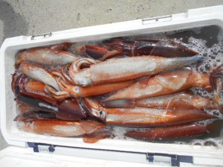 大進丸（愛知） 釣果