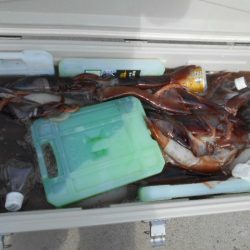 大進丸（愛知） 釣果