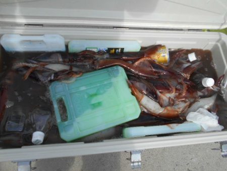 大進丸（愛知） 釣果