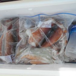 大進丸（愛知） 釣果