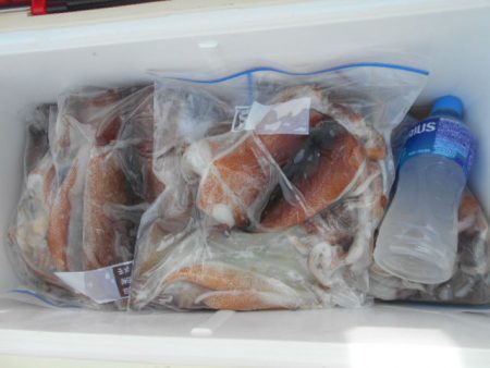 大進丸（愛知） 釣果