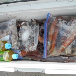 大進丸（愛知） 釣果