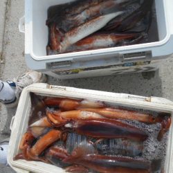 大進丸（愛知） 釣果