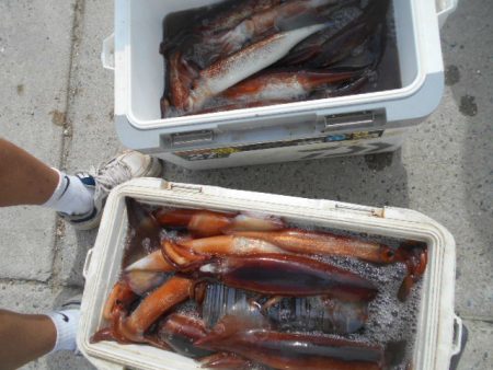 大進丸（愛知） 釣果