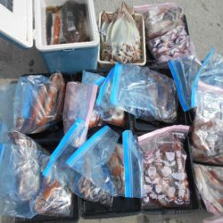 大進丸（愛知） 釣果