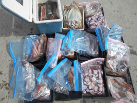 大進丸（愛知） 釣果