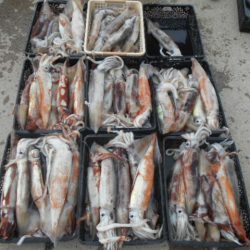 大進丸(愛知) 釣果