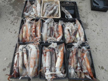 大進丸(愛知) 釣果