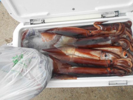 大進丸(愛知) 釣果