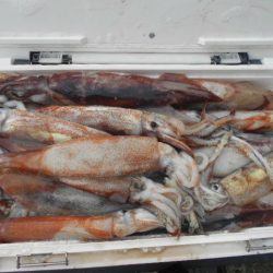 大進丸(愛知) 釣果