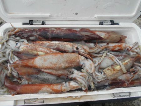 大進丸(愛知) 釣果