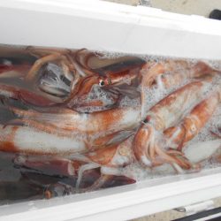 大進丸(愛知) 釣果