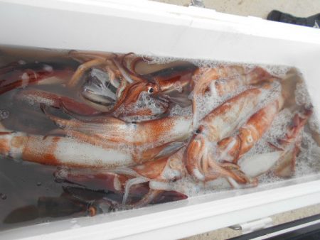 大進丸(愛知) 釣果