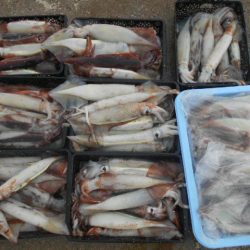 大進丸(愛知) 釣果