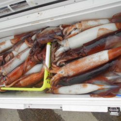 大進丸(愛知) 釣果