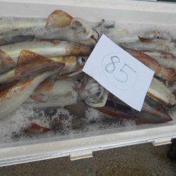 大進丸(愛知) 釣果