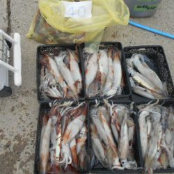 大進丸(愛知) 釣果