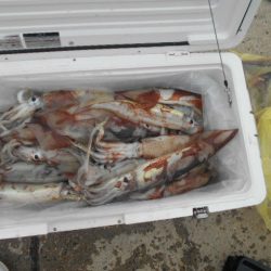 大進丸(愛知) 釣果