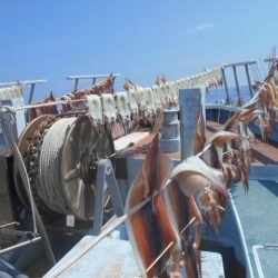 大進丸（愛知） 釣果