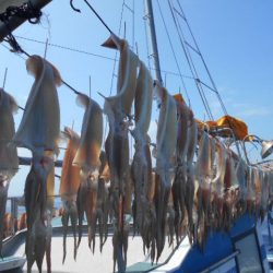 大進丸（愛知） 釣果