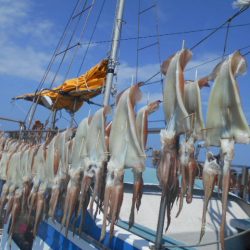 大進丸（愛知） 釣果