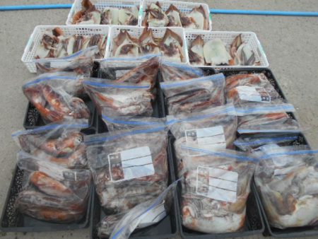 大進丸（愛知） 釣果