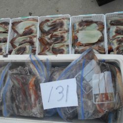 大進丸（愛知） 釣果