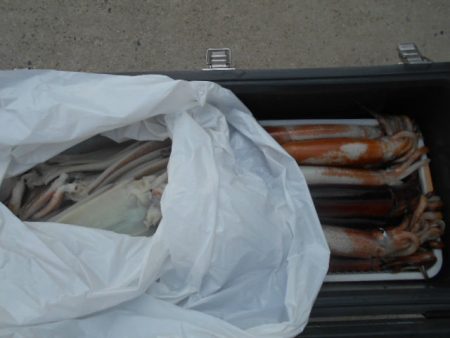 大進丸（愛知） 釣果