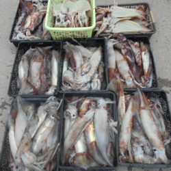 大進丸（愛知） 釣果