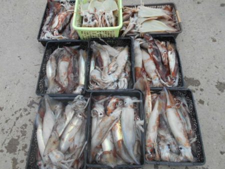 大進丸（愛知） 釣果