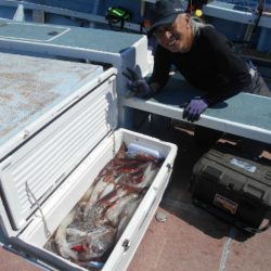 大進丸(愛知) 釣果