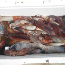 大進丸(愛知) 釣果