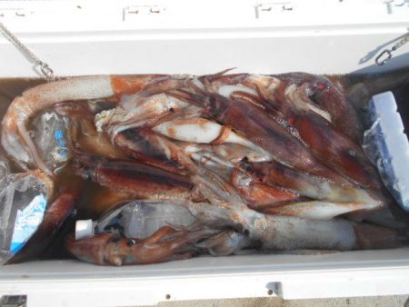 大進丸(愛知) 釣果